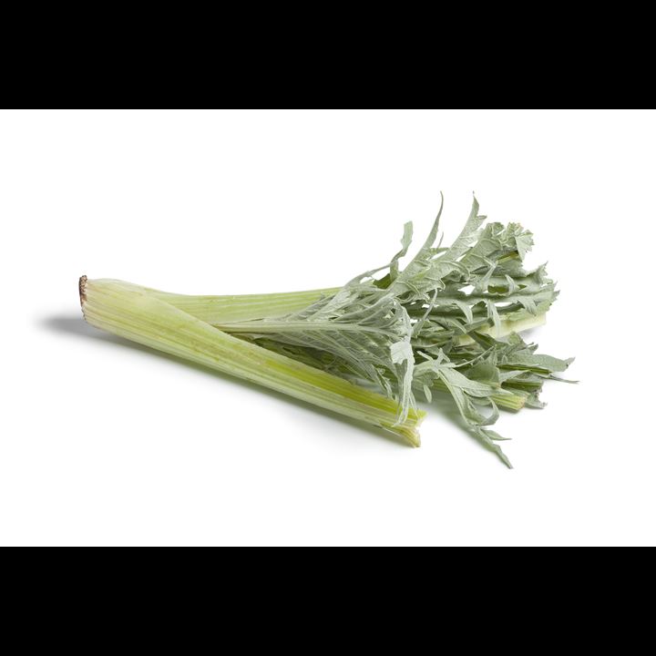 Cardo